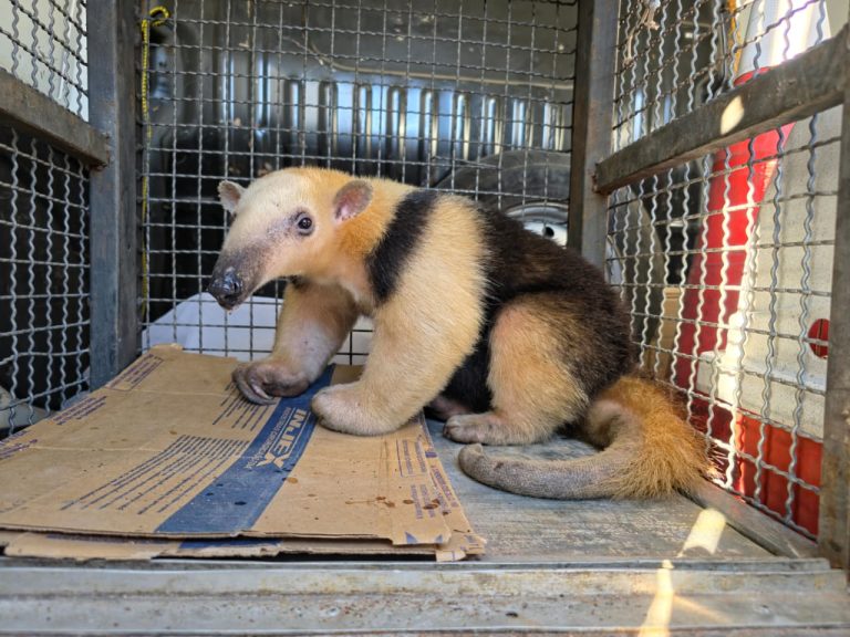 Tamanduá-mirim é resgatado após atropelamento e devolvido à natureza pelo CCZ IMG 20251121 WA0011