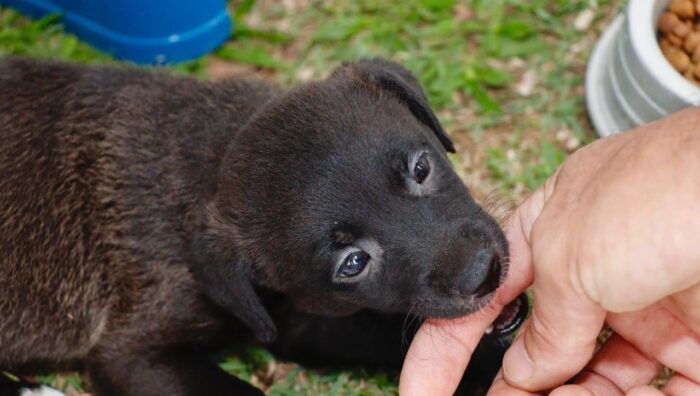 ‘Baby, me Leva!’ promove 25 adoções de cães e gatos durante evento presencial wp header logo 3713