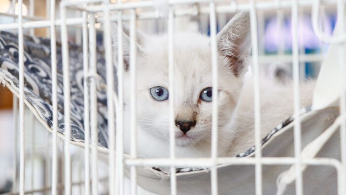 Última edição do ‘Baby, me Leva!’ garante mais 16 adoções de cães e gatos wp header logo 6176