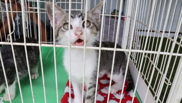 ‘Baby, me Leva!’ viabiliza adoção de 19 animais no último domingo wp header logo 5175