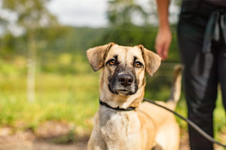 Programa Bora Ser Feliz, da Prefeitura de Guararema, incentiva a adoção responsável de animais wp header logo 4368
