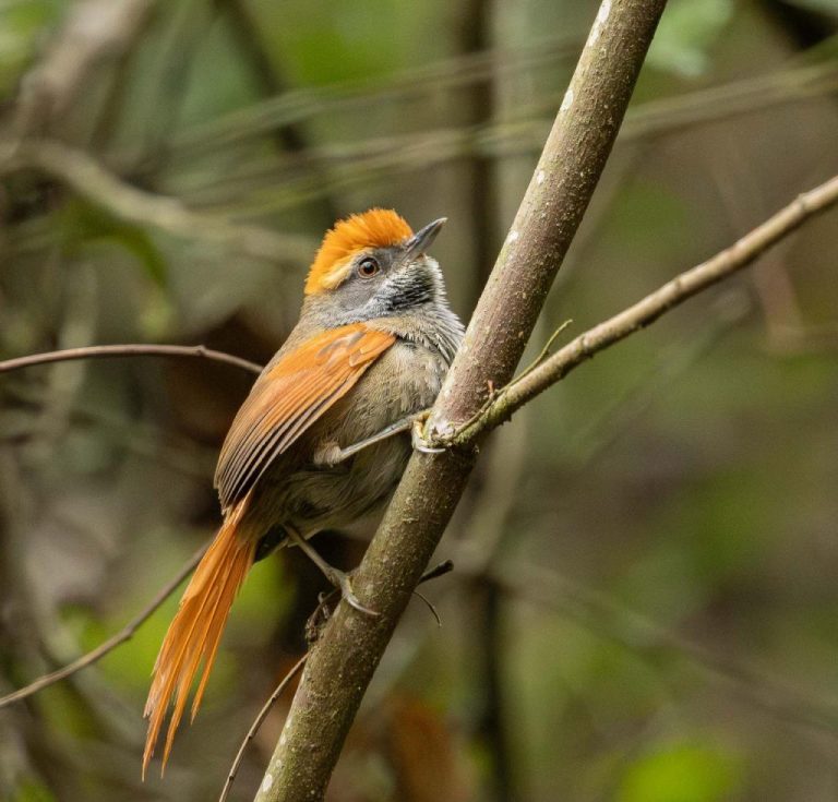 Taubaté recebe evento de avistamento de aves no Parque Vale do Itaim wp header logo 3016