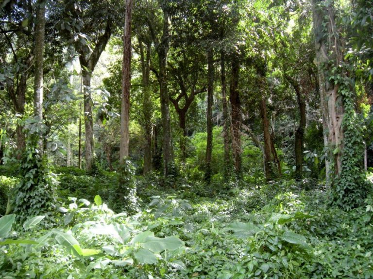 Concurso da Fundação Florestal com quase 11 mil inscritos avança para nova etapa wp header logo 3645