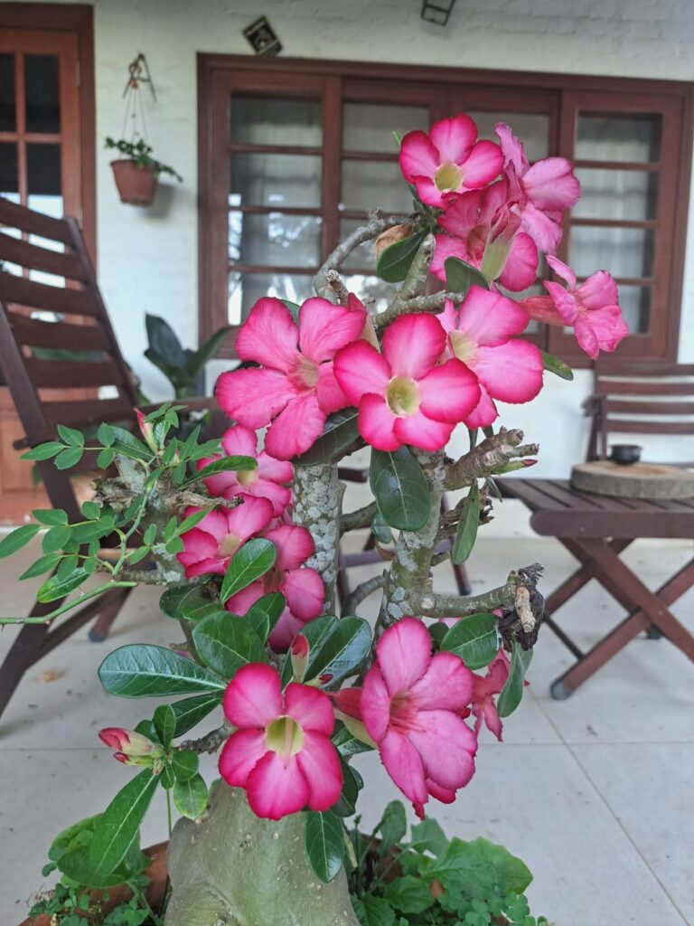 Cultivo da rosa-do-deserto é tratado em encontro do Clube de Jardinagem do Botânico wp header logo 3779