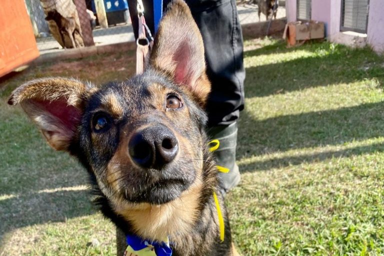 55 cães esperam por você na feira de adoção deste sábado wp header logo 4102